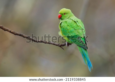 The rose-ringed parakeet (Psittacula krameri), also known as the ring-necked parakeet, is a medium-sized parrot. Beautiful colourful green parrot, cute parakeets perched on a branch Royalty-Free Stock Photo #2119338845