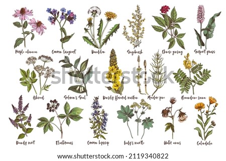 Hand drawn set of healing herbs Royalty-Free Stock Photo #2119340822