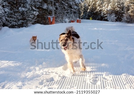 Big and small dogs happy playing in snow, winter forest background, pine trees