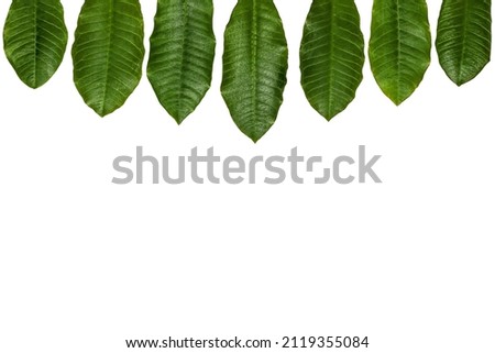 green  leaves on isolated background, nature Common milkweed butterfly flower Asclepias syriaca plant, American Milkweed on white background. Organic medical, natural product concept.