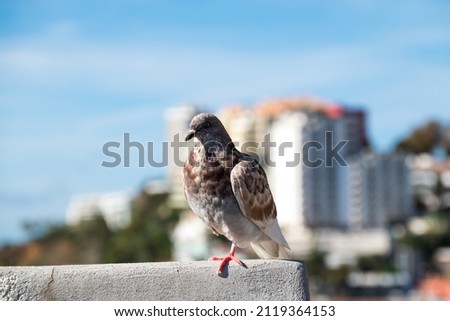 Dove standing on one leg on a wall with a blue sky and a cityscape in background, picture from funchak madeira.
Focus on foreground.