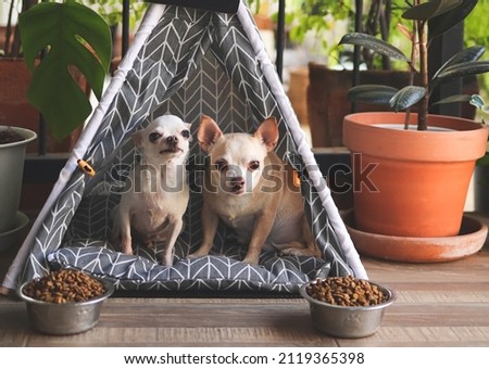 Portrait of two different size Chihuahua dogs sitting in  gray teepee tent  with dog food bowl between house plant pot in balcony, looking at camera.