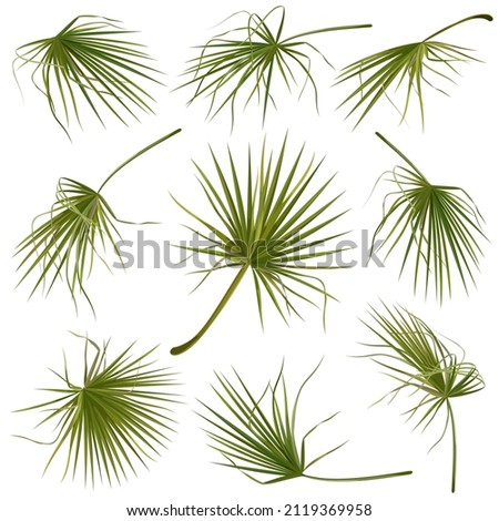 Set of hand drawn vector illustrations of tropical green palm leaves on white background. Royalty-Free Stock Photo #2119369958