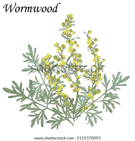 Wormwood (Artemisia absinthium) medicinal plant, vector illustration. Royalty-Free Stock Photo #2119370093