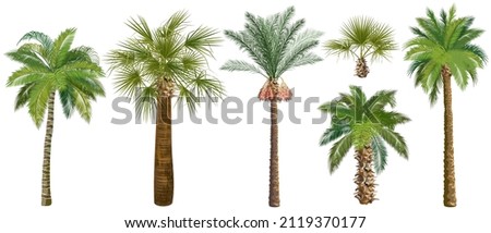 Set of palm trees (сoconut, sugar, аcai, date) realistic vector illustrations on white background. Royalty-Free Stock Photo #2119370177