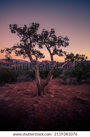 A tree sits overlooking a valley and Cathedral Rock in Sedona, Arizona.