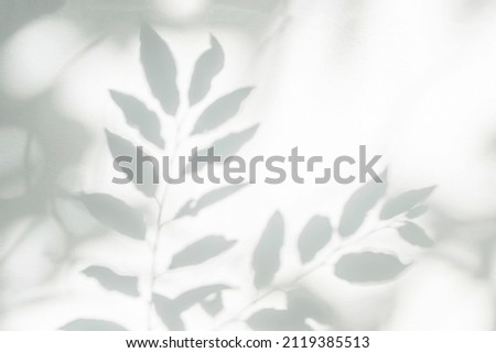 Shadow and sunshine of leaves reflection. Jungle gray darkness shade and lighting on concrete wall for wallpaper, shadows overlay effect, mockup design. Black and white artistic abstract background Royalty-Free Stock Photo #2119385513