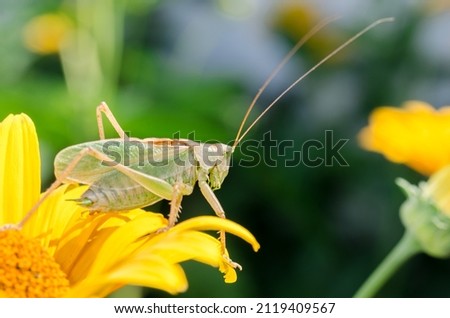 Green locust sitting on a yellow flower. Wild insects in the garden.