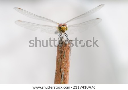Dragonfly sits on a white background eyes in focus.
