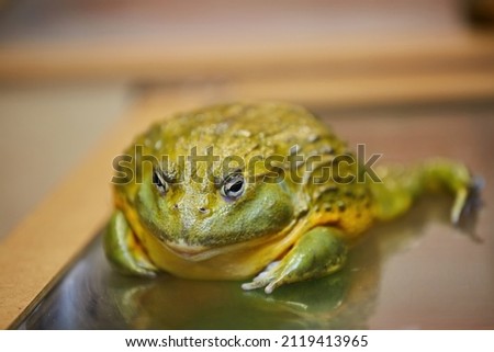 The toad is sitting on the surface. The study of amphibian animals. Fauna and zoology. Royalty-Free Stock Photo #2119413965