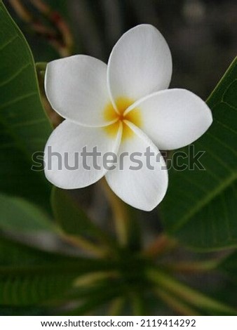 Beautiful white flower isolated on a blur background