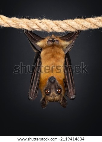 Young adult flying fox, fruit bat aka Megabat or chiroptera, hanging on sisal rope facing front side. Looking straight into lens. Isolated on black background.