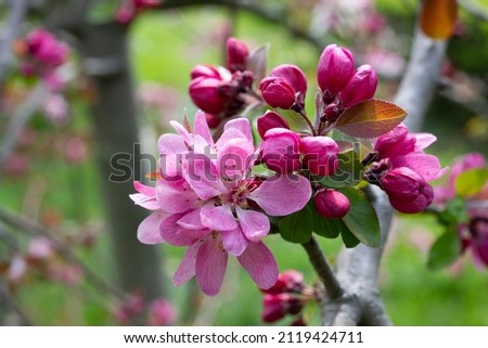 close-up of spring apple blossoms Malus profusion - crabapple pink flowers closeup. Blooming crabapples crab apples, crabtrees or wild apples Royalty-Free Stock Photo #2119424711