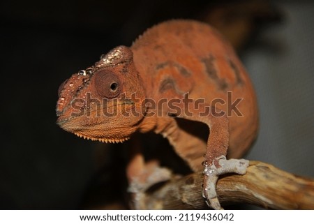 Adult male Ambilobe Panther Chameleon (Furcifer pardalis) on a branch.