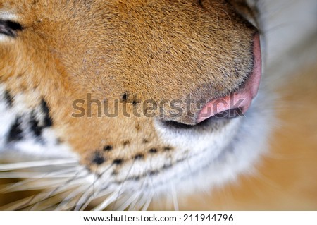The tiger's nose, close-up pictures  