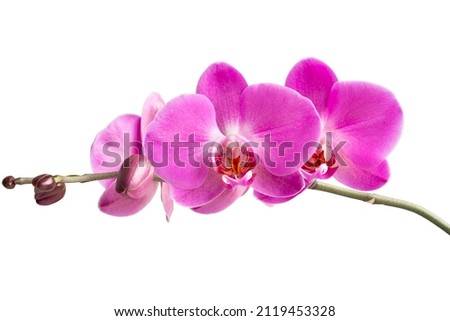 branch of a blooming pink orchid close-up on a white background Royalty-Free Stock Photo #2119453328