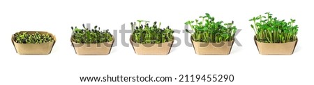 The process of sprouting sunflower microgreens from seeds to young shoots. Set of photos of sunflower greens in craft paper box isolated on white background. Microgreen growth stages. 