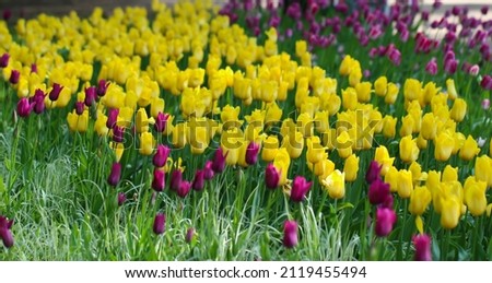 Blooming tulips spring background, large format. Yellow tulips on a lawn in spring time, flower banner for florist store 