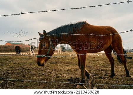 horses in the grass field