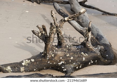 Abstraction in old weathered driftwood