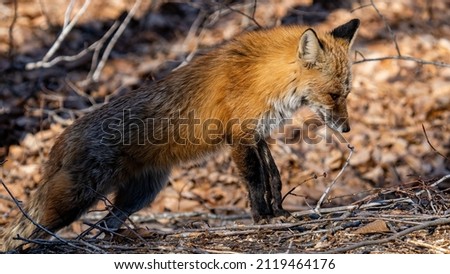 Fox portrait in the woods
