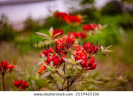 Spring flowers red color green leaves rhododendron bush