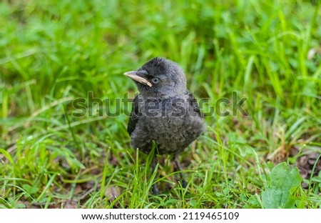 jackdaw, jackdaw chick in grass, fledgling, june, bird