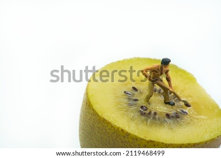 worker with shovel works on half a kiwi to harvest the seed. White background