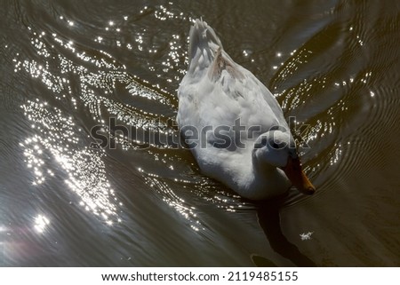 white duck swims in the pond . High quality photo
