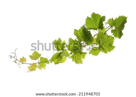 Branch of vine leaves isolated on white background  Royalty-Free Stock Photo #211948705