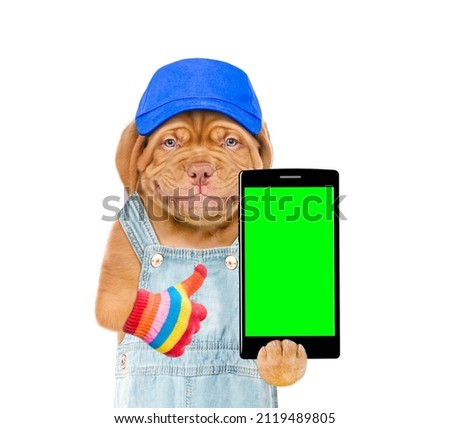 Happy puppy wearing blue cap holds smartphone with empty green screen and shows thumbs up gesture. Isolated on white background