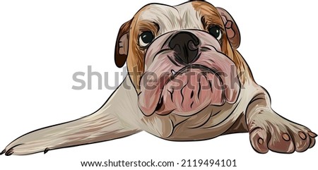 English bulldog portrait fine art, t-shirt, logo colorful illustration. Cute dog face portrait, pop art style