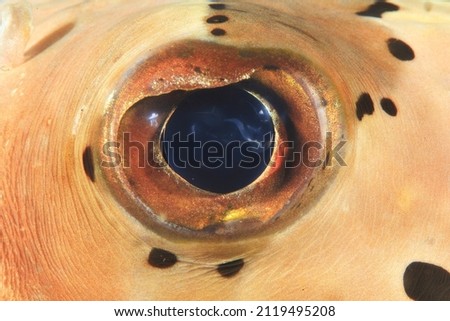 Fish Eyes Porcupine fish ,diodon holocanthus, close up , Tropical Fish 