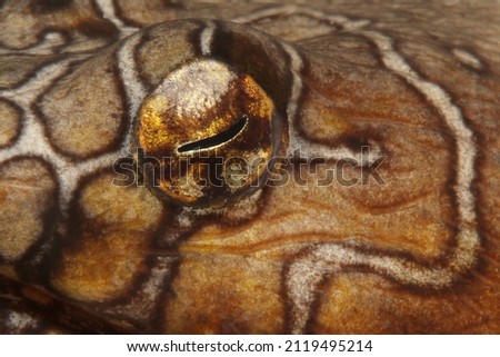 Fish Eyes Details , ophichthus bonaparti, close up , Tropical Fish 