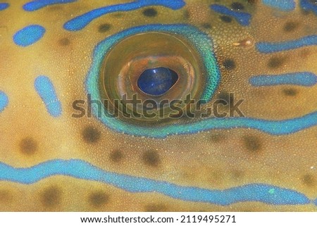 Fish Eyes Details , aluterus scriptus ,close up , Tropical Fish 