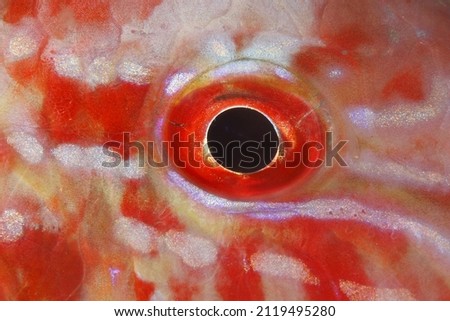 Red mullet  eyes details , Parupeneus macronemus ,close up , Tropical Fish 