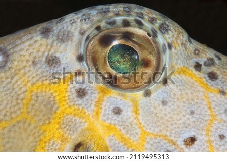Fish Eyes Details , close up , Tropical Fish 