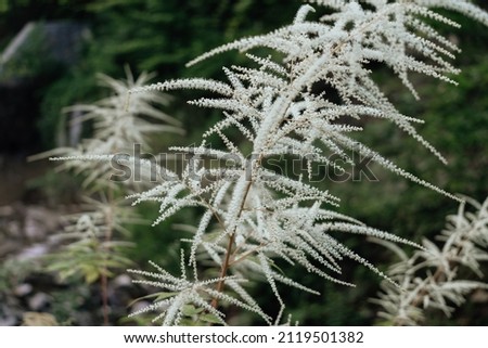 Close up photo of bush with white branchlets in forest Royalty-Free Stock Photo #2119501382
