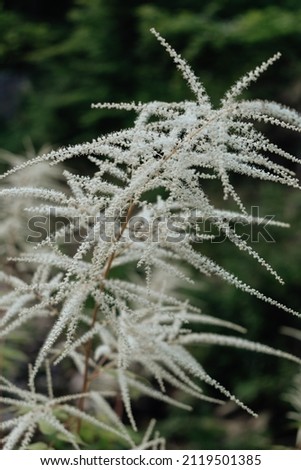 Close up photo of bush with white branchlets in forest Royalty-Free Stock Photo #2119501385