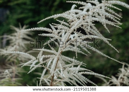 Close up photo of bush with white branchlets in forest Royalty-Free Stock Photo #2119501388