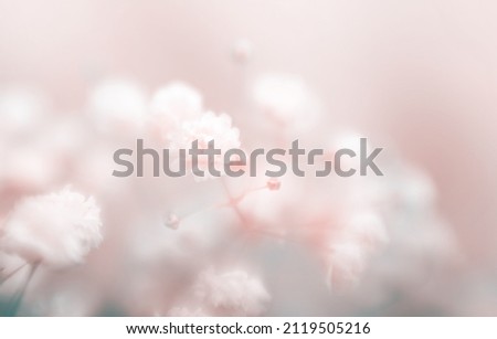 Soft focus blur gypsophila flower. Fog smoke nature horizontal copy space background.