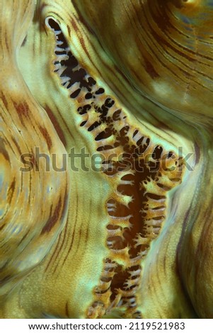 Underwater Colors , Heart of a Giant clam , Coral reefs , Philippines 