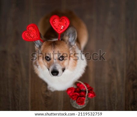 cute pembroke corgi dog puppy with a basket of flowers with red hearts on his head congratulates on Valentine's day