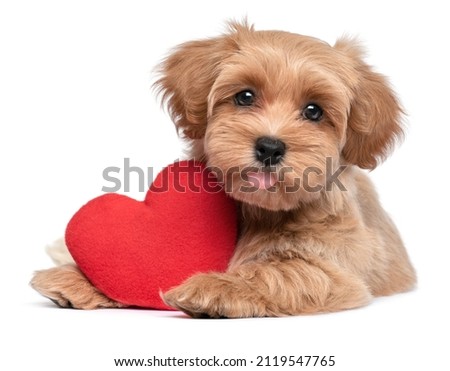 Cute lover Valentine Havanese puppy dog lying with a red heart, isolated on white background Royalty-Free Stock Photo #2119547765