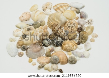 Picture of a lot of isolated seashells, shells and clams on white background
