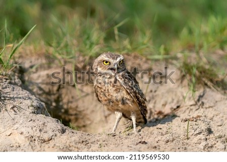 Burrowing Owl (Athene cunicularia) standing on the ground. Burrowing Owl sitting in the nest hole. Burrowing owl protecting home.                                Royalty-Free Stock Photo #2119569530