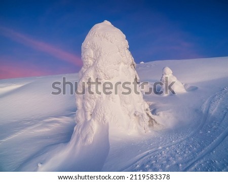 Magical bizarre silhouette of fir tree are plastered with snow at purple dawn background. Arctic harsh nature. Mystical fairy tale at the winter mountain. Snow covered Christmas fir on mountainside. 