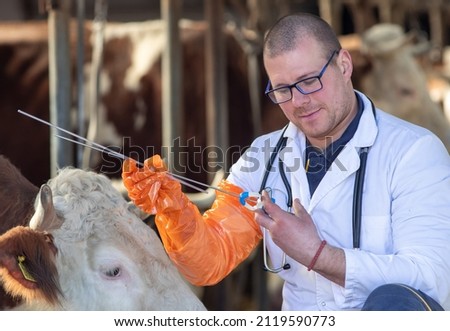 Veterinarian preparing tools for artificial insemination for cows in stable Royalty-Free Stock Photo #2119590773