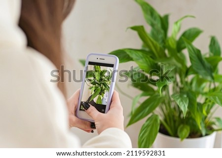 Hands of a female florist blogger photographing a home plant Spathiphyllum in a pot on a mobile phone. Home plant breeding, gardening, working online social media influencer. Soft selective focus. Royalty-Free Stock Photo #2119592831