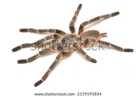 Closeup picture of a male Taksinus bambus (Theraphosidae: Ornithoctoninae), a newly described tarantula spider genus and species living in bamboo culms in northern Thailand.